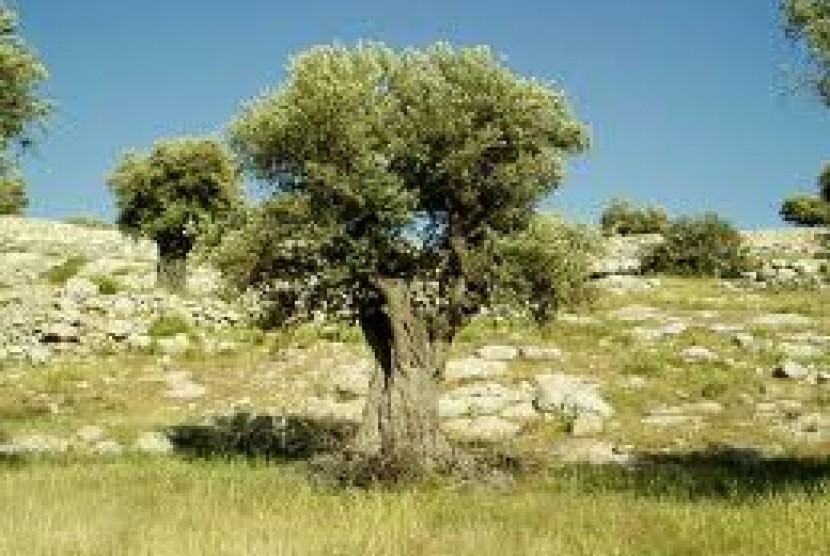 Fakta Zaitun, Tumbuhan yang Sering Disebut dalam Alquran. Pohon Zaitun
