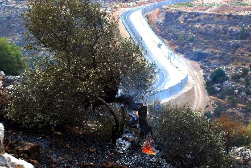 Pohon zaitun milik warga Palestina yang dirusak Israel (ilustrasi).