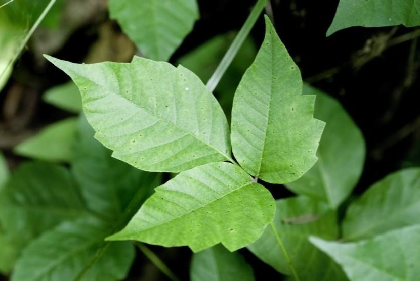 Poison ivy, salah satu tanaman beracun