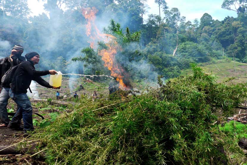  Polisi anti narkoba bersama satuan Brimob membakar tanaman ganja siap panen saat pemusnahan di lembah Gunung Seulawah, Kecamatan Seulimum, Kabupaten Aceh Besar,Sabtu (9/2).  (Antara/Ampelsa)