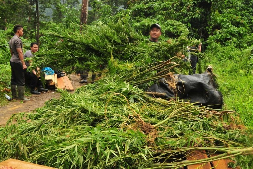 Polisi anti narkoba Polres Aceh Besar memusnahkan tanaman ganja siap panen saat operasi narkotika di kawasan pegunungan Pudeng, Kecamatan Lhoong, Aceh Besar, Aceh, Kamis (18/2). 