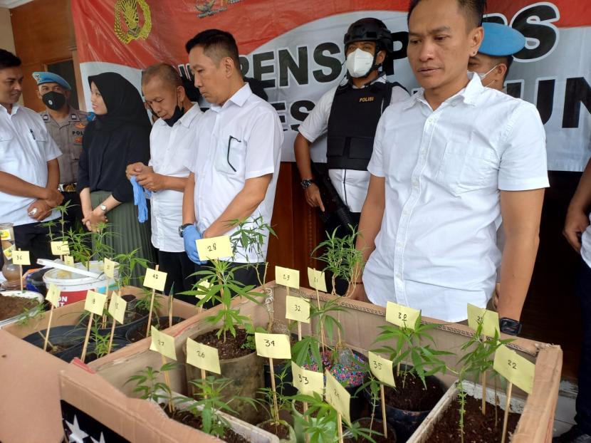 Polisi berhasil mengamankan seorang pria berinisial BT (37 tahun) yang didapati telah menanam dan menjual tanaman ganja di kediamannya di Cibeunying Kidul, Kota Bandung Selasa (24/5/2022) kemarin. 