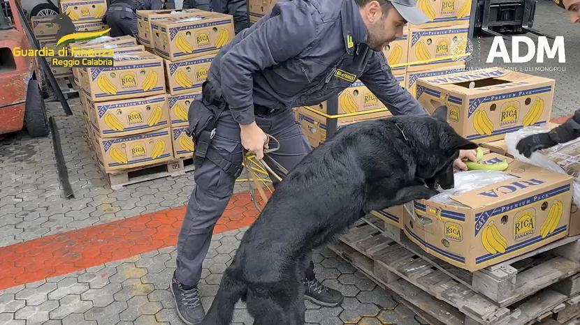 Polisi Italia menyita lebih dari 2.700 kilogram narkoba yang disembunyikan di dalam 70 ton kotak pisang yang dikirim dari Ekuador. Kesuksesan ini berkat bantuan penciuman anjing yang tajam.