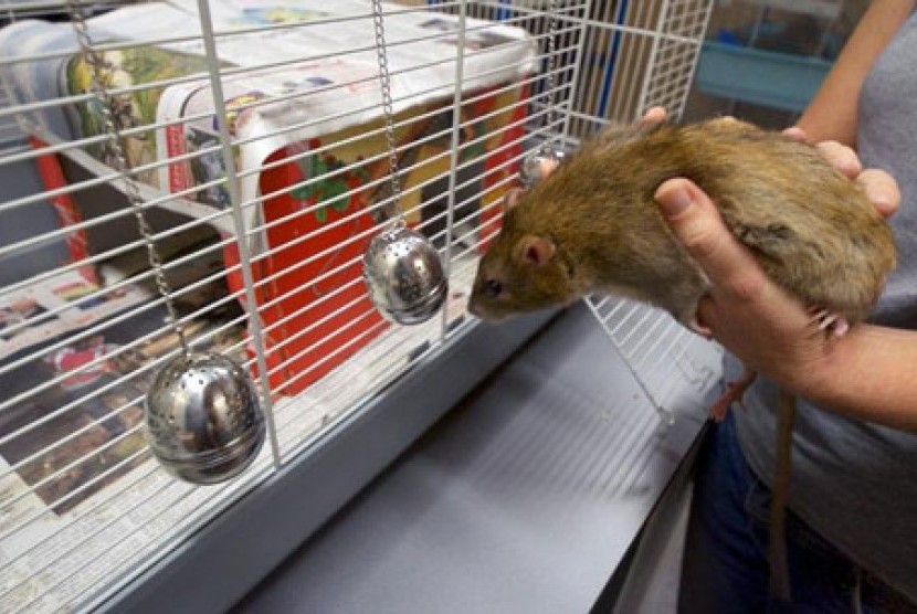 Polisi mengembangkan tikus pelacak untuk membantu penyelidikan