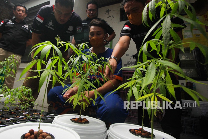 Subdit III Satresnarkoba Polres Metro Bekasi Kota menangkap tujuh orang pemuda atas kasus dugaan penyalahgunaan narkoba jenis ganja. Dari penangkapan itu polisi mendapati barang bukti berupa 34 batang tanaman ganja. 