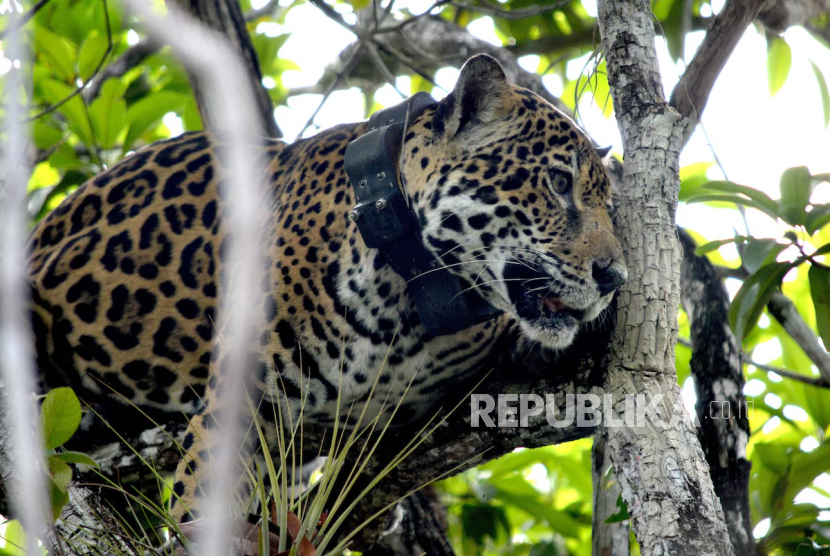 Populasi Jaguar di Meksiko berkembang pesat.