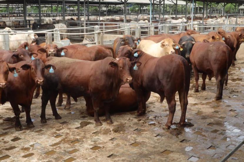 Populasi sapi di PT TUM saat ini sebanyak 8.016 ekor, dengan sapi siap potong untuk bulan Maret 2022 sebanyak 2.500 ekor dan untuk bulan April sebanyak 2.500 ekor, serta bulan Mei sebanyak 3.000 ekor.