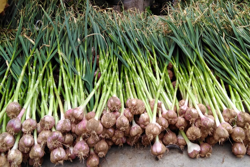 Potensi ketersediaan benih bawang putih di tahun ini mencukupi untuk kebutuhan nasional