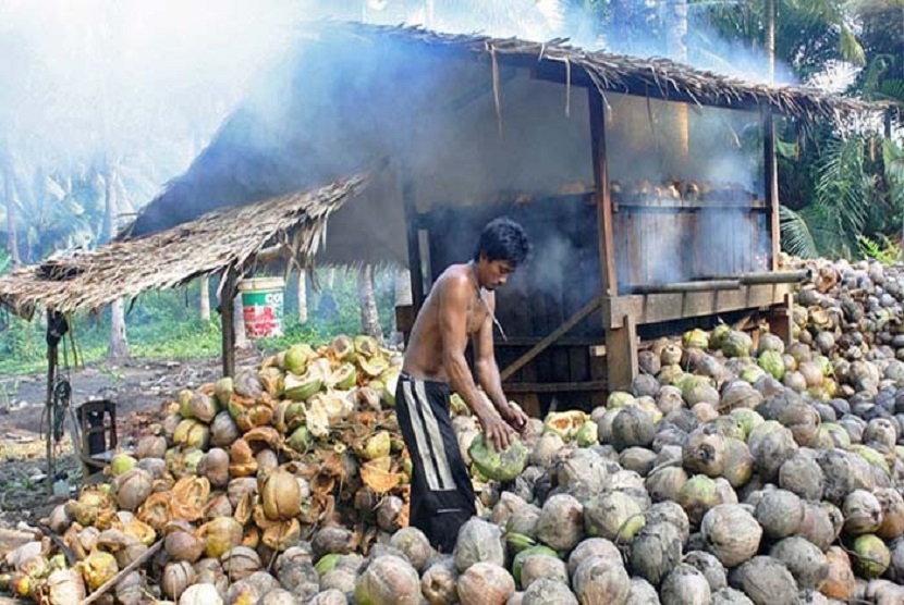 Potensi luas kebun kelapa sekitar 12.780 hektar yang menjadi sandaran hidup 7.918 petani kopra di Morotai.