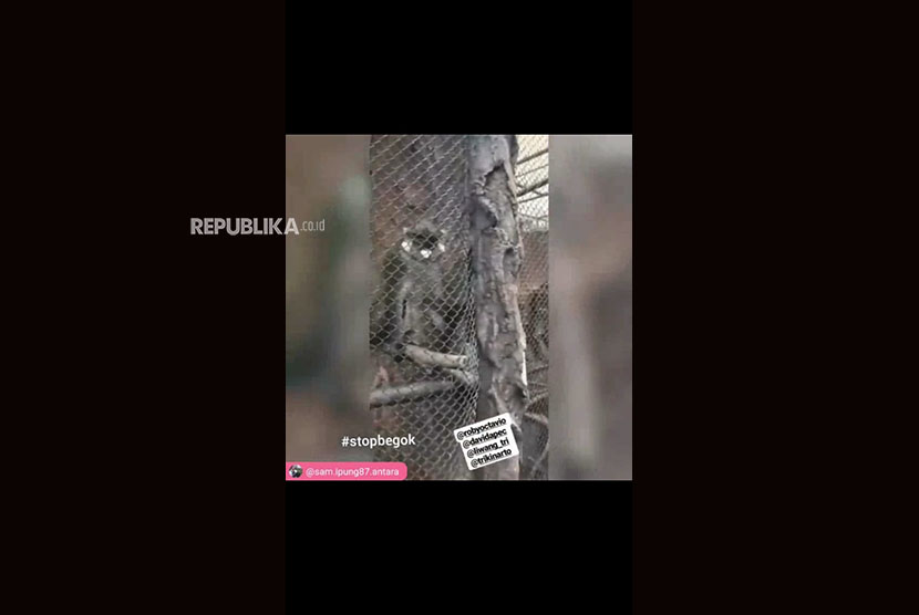  Potongan video pengunjung Batu Secret Zoo yang melakukan tindakan bertanggungjawab terhadap primata.