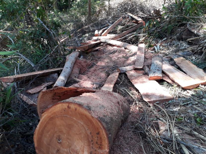 Potret penebangan pohon secara liar di Hutan Lindung Sendiki, Kecamatan Sumbermajing Wetan, Kabupaten Malang pada tahun lalu.