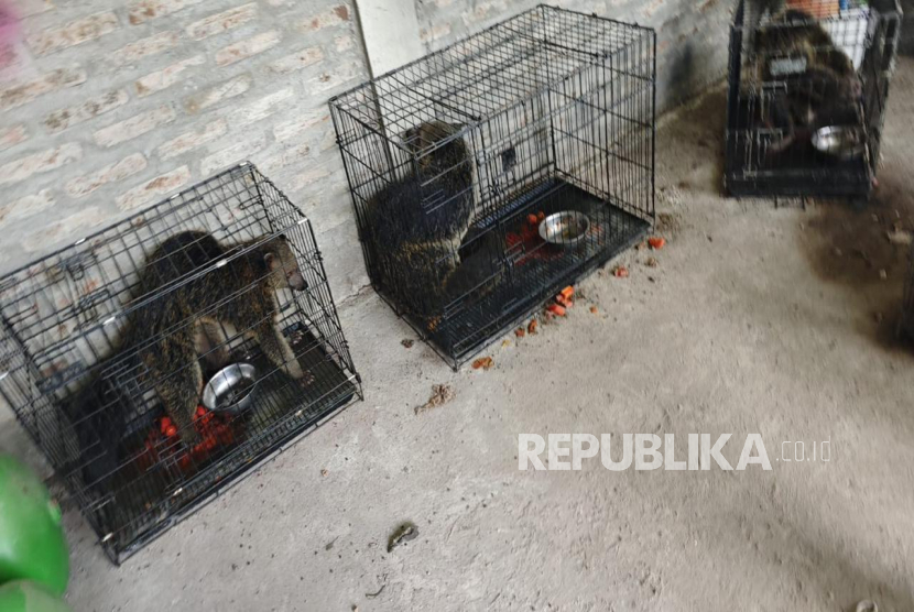 Potret satwa-satwa yang dipelihara secara ilegal oleh warga Kulon Progo.