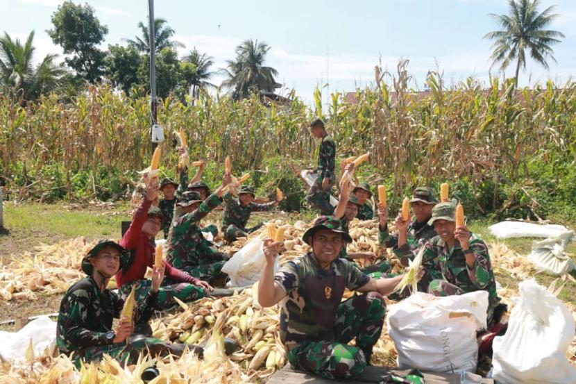 Prajurit TNI AD panen jagung sebagai bagian program ketahanan pangan nasional.