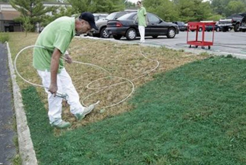 Praktik pewarnaan halaman rumput dengan cat organik warna hijau dilakukan warga ketika musim kemarau melanda AS