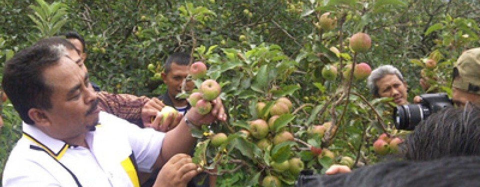 Presiden PKS Luthfi Hasan Ishaaq, di perkebunan apel di Batu,Malang, Sabtu (23/4).
