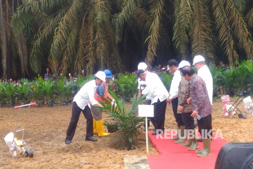 Presiden Joko Widodo bersama Menko Perekonomian, Darmin Nasution, Menteri ATR, Sofyan Djalil, Menteri Pertanian, Amran Sulaeman melakukan kunjungan ke perkebunan sawit rakyat di Kabupaten Bayuasin, Sumatera Selatan, Jumat (13/10).