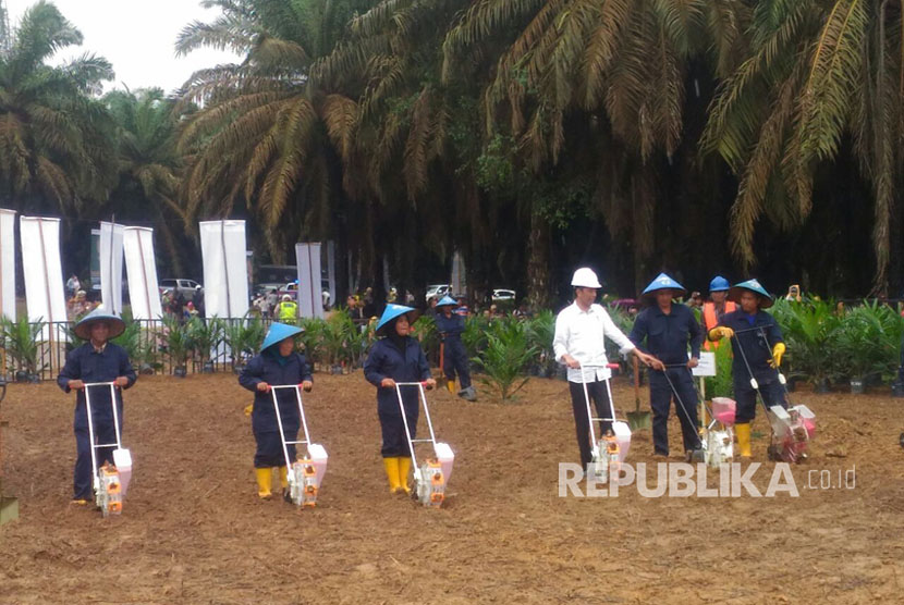 Presiden Joko Widodo bersama Menko Perekonomian, Darmin Nasution, Menteri ATR, Sofyan Djalil, Menteri Pertanian, Amran Sulaeman melakukan kunjungan ke perkebunan sawit rakyat di Kabupaten Bayuasin, Sumatera Selatan, Jumat (13/10).