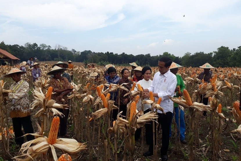 Presiden Joko Widodo ditemani Ibu Irana Widodo bersama sejumlah menteri meninjau panen jagung di Desa Ngimbang, Kecamatan Palang, Tuban, Jumat (9/3). 