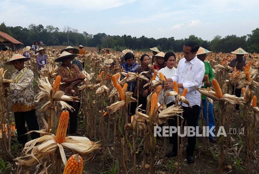 Presiden Joko Widodo ditemani Ibu Iriana Widodo bersama sejumlah menteri meninjau panen jagung di Desa Ngimbang, Kecamatan Palang, Tuban, Jumat (9/3). D