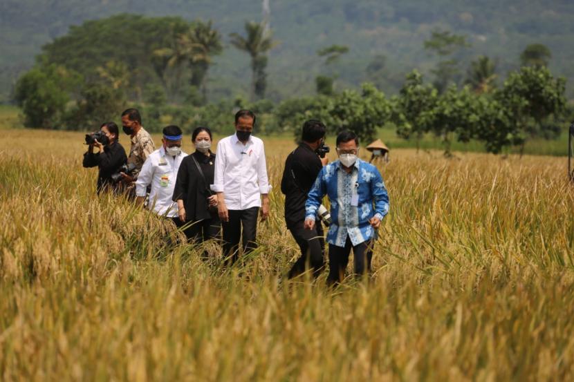 Presiden Joko Widodo (Jokowi) meninjau gelaran panen raya padi di Desa Kanigoro, Kecamatan Pagelaran, Kabupaten Malang, Jawa Timur, Kamis, 29 April 2021. Di sana, Presiden juga berdialog dengan para petani sekitar yang rata-rata mampu memproduksi gabah maksimal sebanyak 8 ton perhektare. 