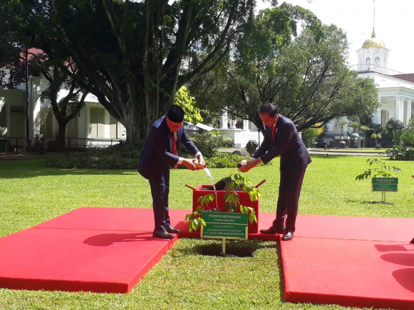 Presiden Joko Widodo (Jokowi) saat menanam pohon merawan bersama Perdana Menteri Malaysia Anwar Ibrahim di halaman belakang Istana Kepresidenan Bogor, Senin (9/1).