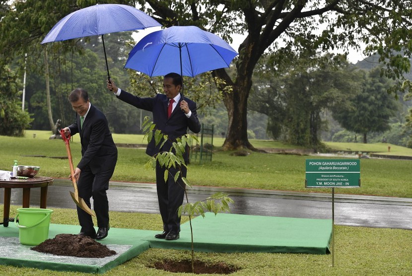 Presiden Joko Widodo (kanan) memayungi Presiden Korea Selatan (Korsel) Moon Jae-in (kiri) saat menanam pohon Gaharu di halaman belakang Istana Kepresidenan Bogor, Jawa Barat (Ilustrasi) 