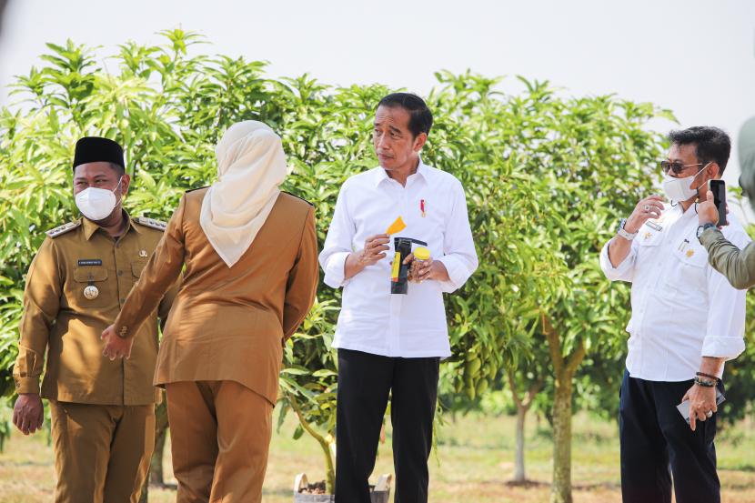Presiden Joko Widodo (kedua kanan) didampingi Menteri Pertanian Syahrul Yasin Limpo (kanan) dan Bupati Gresik Fandi Akhmad Yani (kiri) mencoba olahan mangga di sela-sela peluncuran program lumbung pangan atau food estate berbasis mangga di Gresik, Jawa Timur, Selasa (22/8/2022). Dengan hadirnya lumbung pangan berbasis mangga seluas 1.000 hektar tersebut diharapkan kedepan hasil produksi penanaman mangga ini bisa memenuhi kebutuhan mangga domestik dan bisa diekspor ke luar negeri. 
