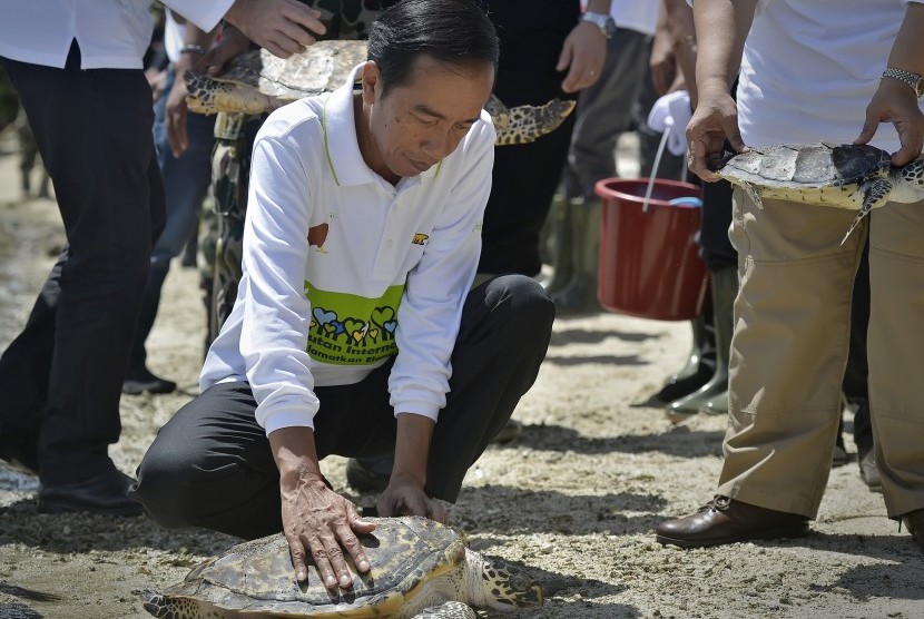 Presiden Joko Widodo (kiri) melepaskan penyu sisik dewasa.