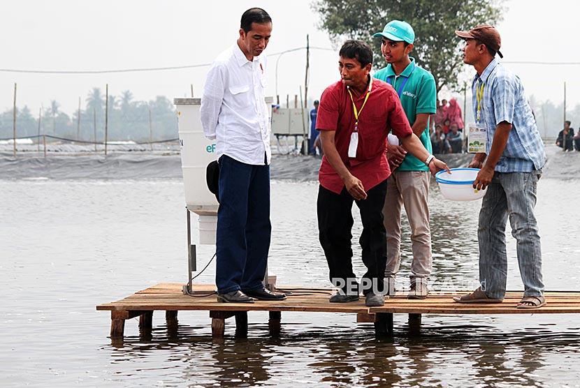 Presiden Joko Widodo (kiri) menyaksikan pelepasan benih udang disela acara penyerahan izin pemanfaatan lahan tambak Perhutanan Sosial di Desa Pantai Bakti, Muara Gembong, Kabupaten Bekasi, Jawa Barat, Rabu (1/11). Pemerintah melalui program Perhutanan Sosial menyerahkan izin pemanfaatan dan pengolahan lahan hutan tambak negara seluas 830,55 hektare kepada warga untuk lahan percontohan, yang nantinya akan dikelola 38 Kepala Keluarga. 