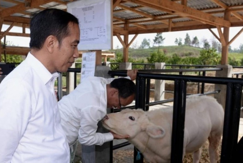 Presiden Joko Widodo mengunjungi desa peternakan dan pertanian di Sumatra Utara.