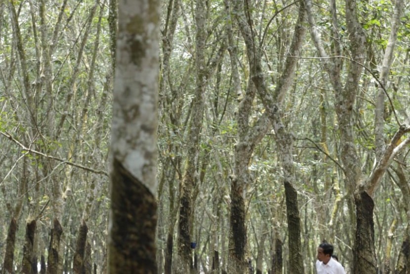 Presiden Joko Widodo sedang meninjau perkebunan Karet