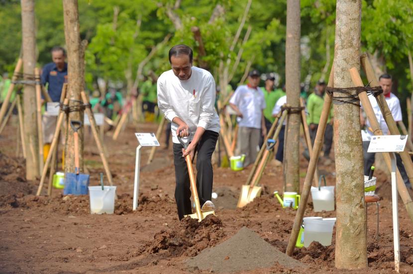 Presiden Jokowi menanam pohon di Hutan Kota JIEP Kawasan Industri Pulogadung, Jakarta Timur, Rabu (29/11/2023).