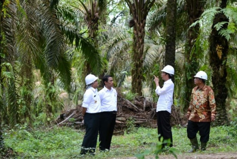 Presiden Jokowi sedang meninjau kebun sawit bersama Mentan Andi Amran Sulaiman