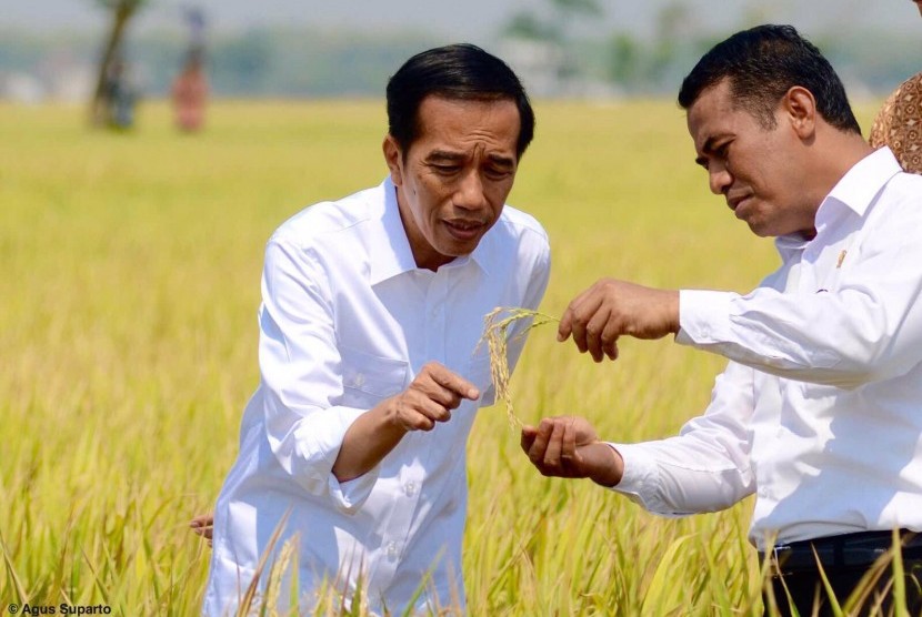 Presiden Jokowi mengamati padi varietas terbaru