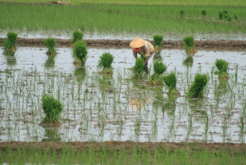 Rice field (illustration)