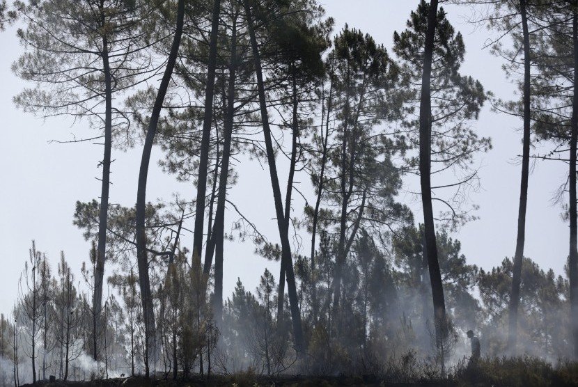 Pria berjalan di hutan pinus yang terbakar sebagian di Serra do Macario, Portugal Tengah.