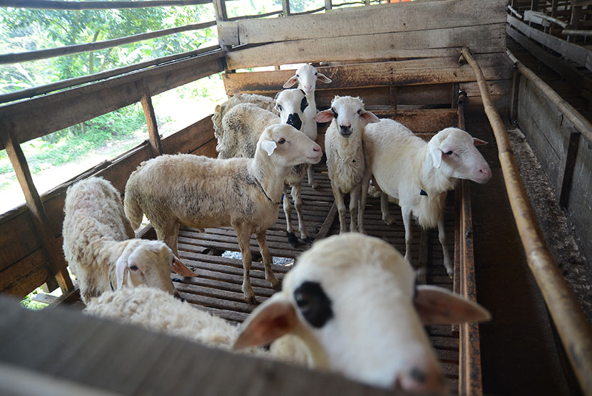 Produksi domba balibu.