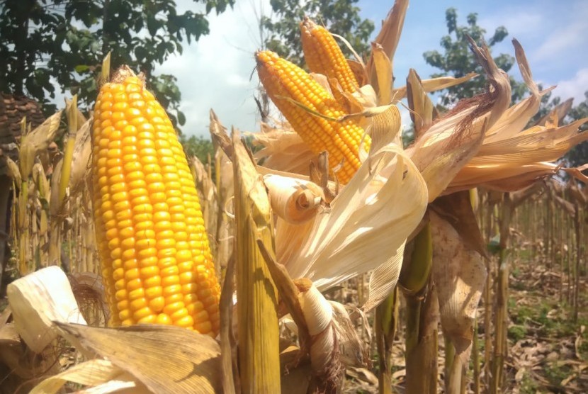 Produksi jagung meningkat bahkan untuk 2019, pemerintah siap melakukan ekspor.