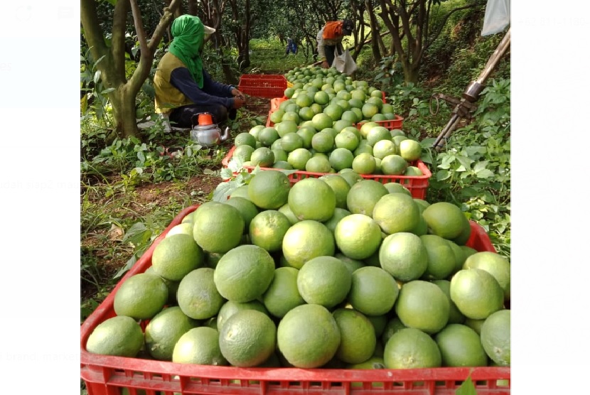 Produksi jeruk baby Gapoktan Sri Gading Gunung Kawi, Kecamatan Dau