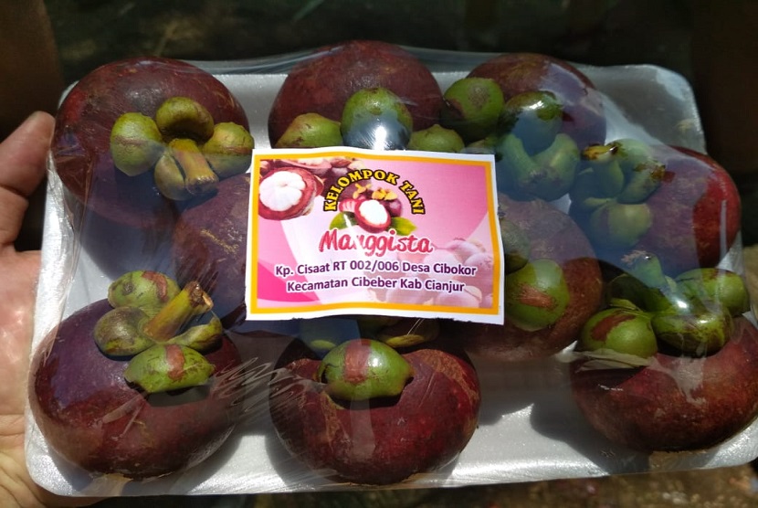 Produksi manggis dari Kelompok Tani Manggista, Cibeber, Cianjur. Pemkab Cianjur menyebut produksi manggis wilayahnya mencapai 20 ton