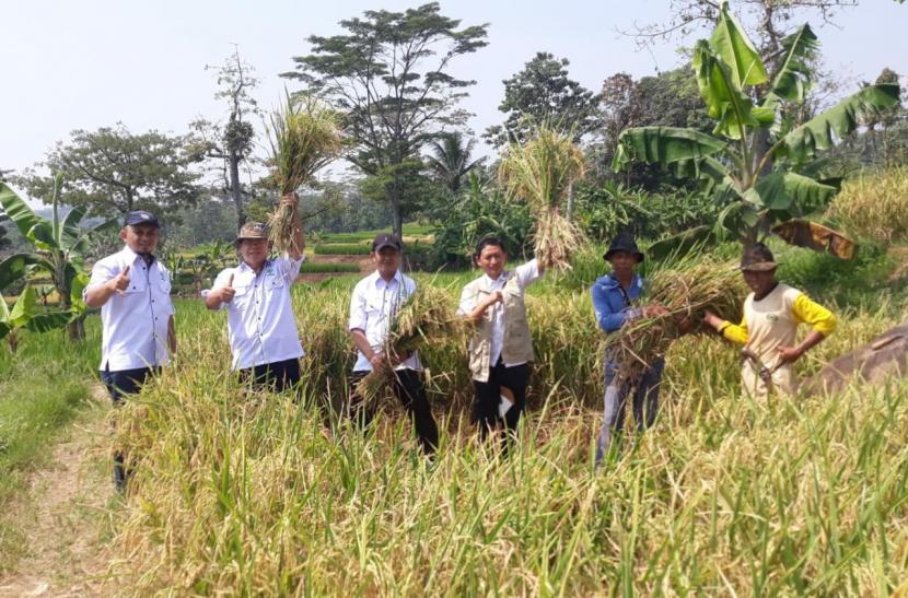 Produksi padi di Kabupaten Purwakarta pada musim gadu (musim kemarau I) yang berlangsung pada bulan Juli dan Agustus 2022 dipastikan menuai hasil yang tinggi sehingga dapat memperkuat stok beras nasional. 