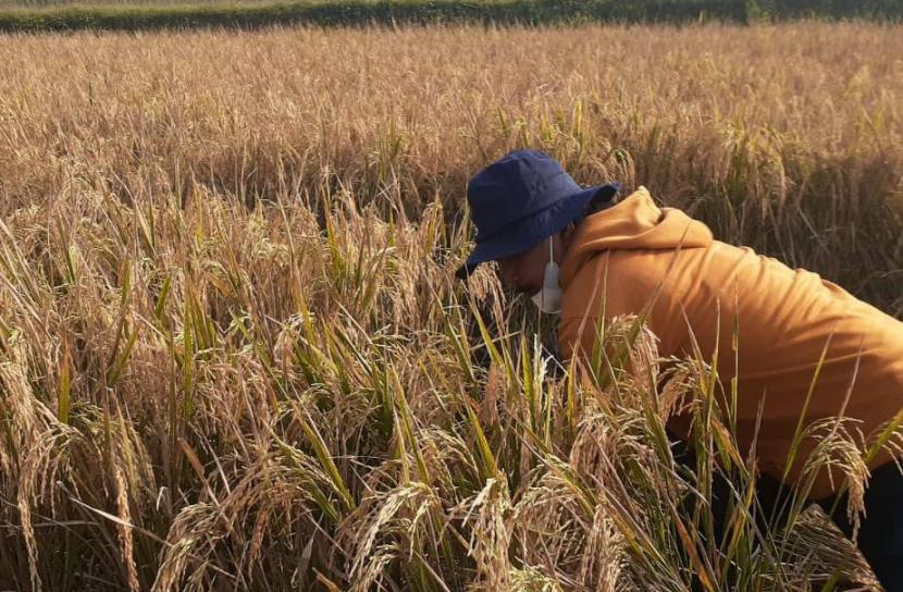  Indonesia tercatat mengalami swasembada beras sejak 2019 dan diprediksi kembali surplus pada 2022. Kementerian Pertanian (Kementan) menyatakan, sejumlah kebijakan Kementan sudah membuahkan hasil sehingga Indonesia mampu menutup keran impor beras umum.