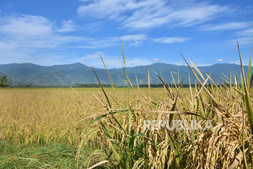 Anomali Deflasi Beras di Tengah El Nino dan Kekeringan