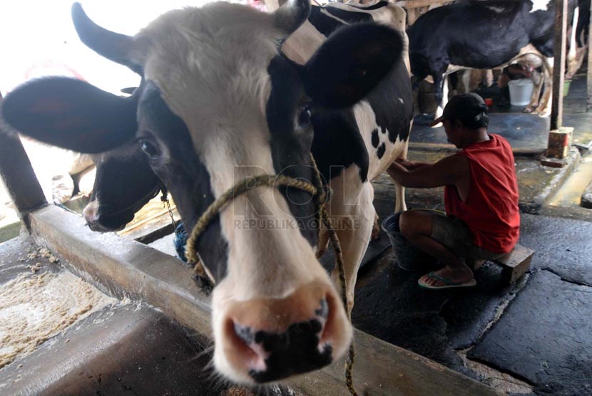 Produksi Susu Nasional. Peternak memerah susu sapi pada salah satu peternakan kelompok tani di Jakarta, Selasa (25/3).