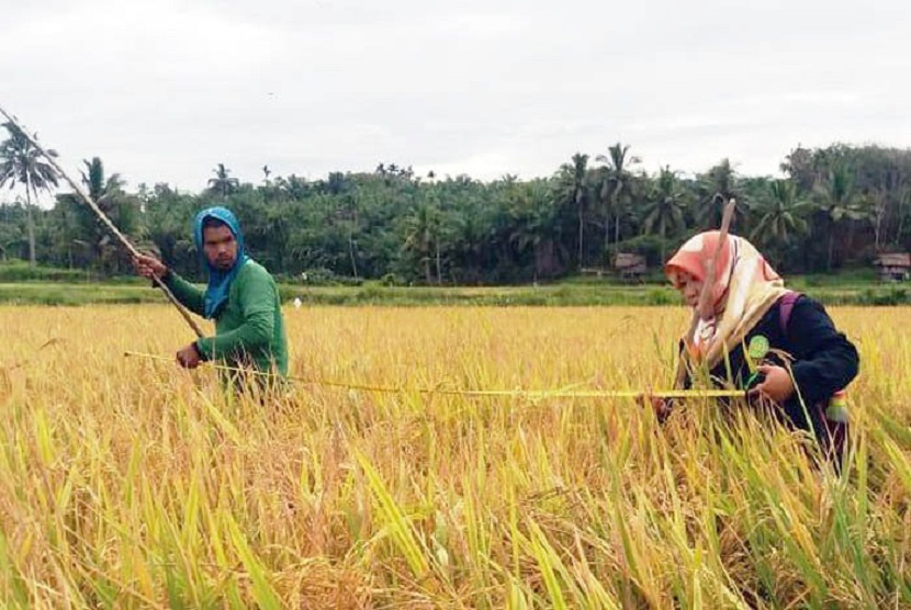 Produktivitas lahan petani Manna tinggi meski hanya andalkan curah hujan dan air muara Sungai Bengkenang, Bengkulu