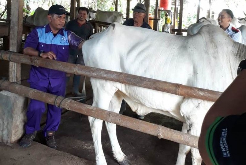 Program bioindustri integrasi tanaman jagung dan ternak sapi di Kabupaten Minahasa.