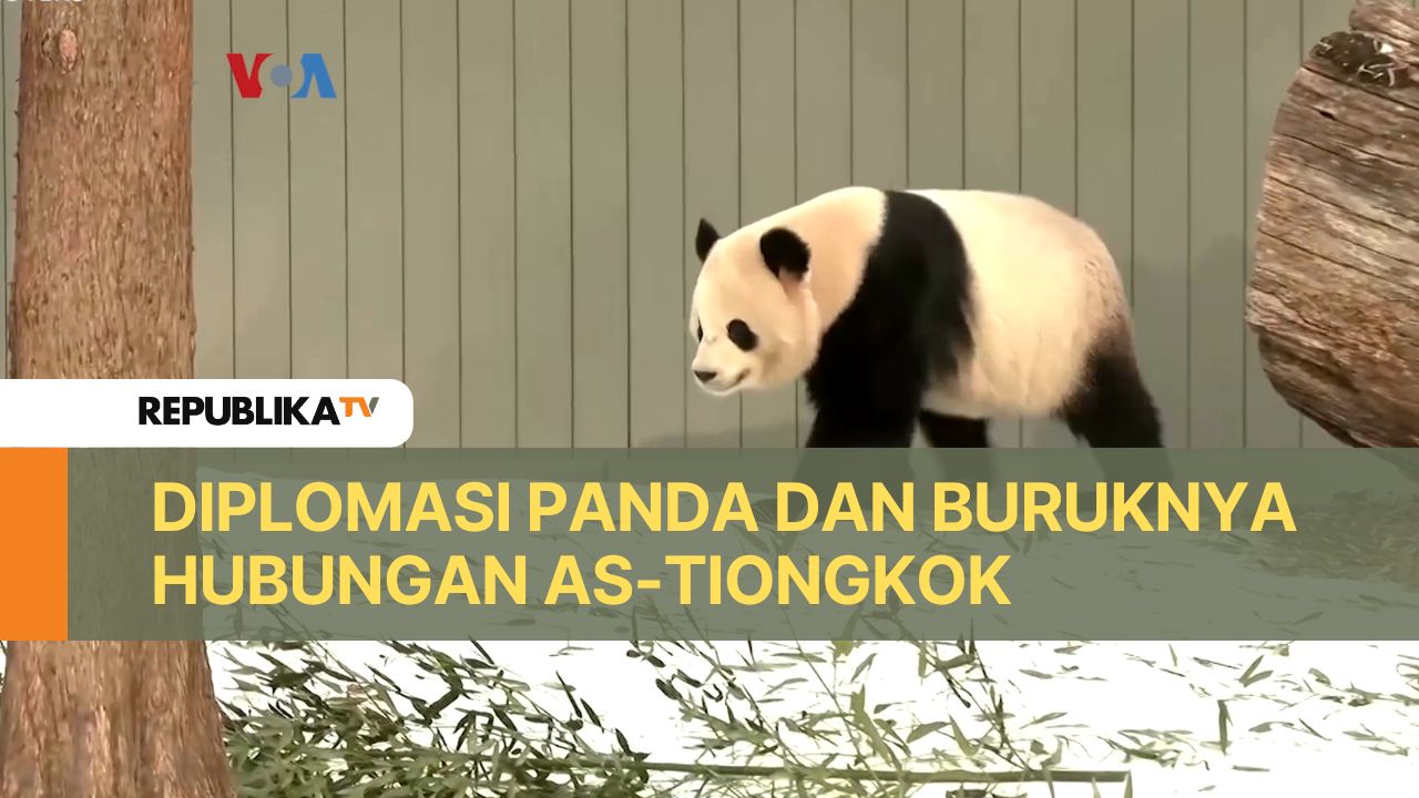 Program diplomasi Panda kembali berjalan ditengah buruknya hubungan AS dan Tiongkok.