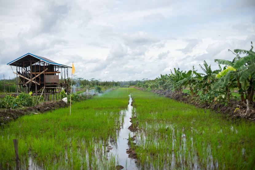 Presiden Joko Widodo (Jokowi) menegaskan food estate atau lumbung pangan dikembangkan pemerintah untuk mengantisipasi terjadinya krisis pangan dunia.