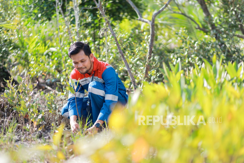 Hutan Lestari Pertamina: Menenun Harmoni Alam, Menuai Kesejahteraan Masyarakat
