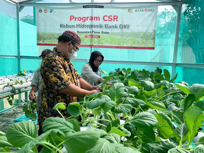 Program Jakarta Koperasi Hidroponik. 